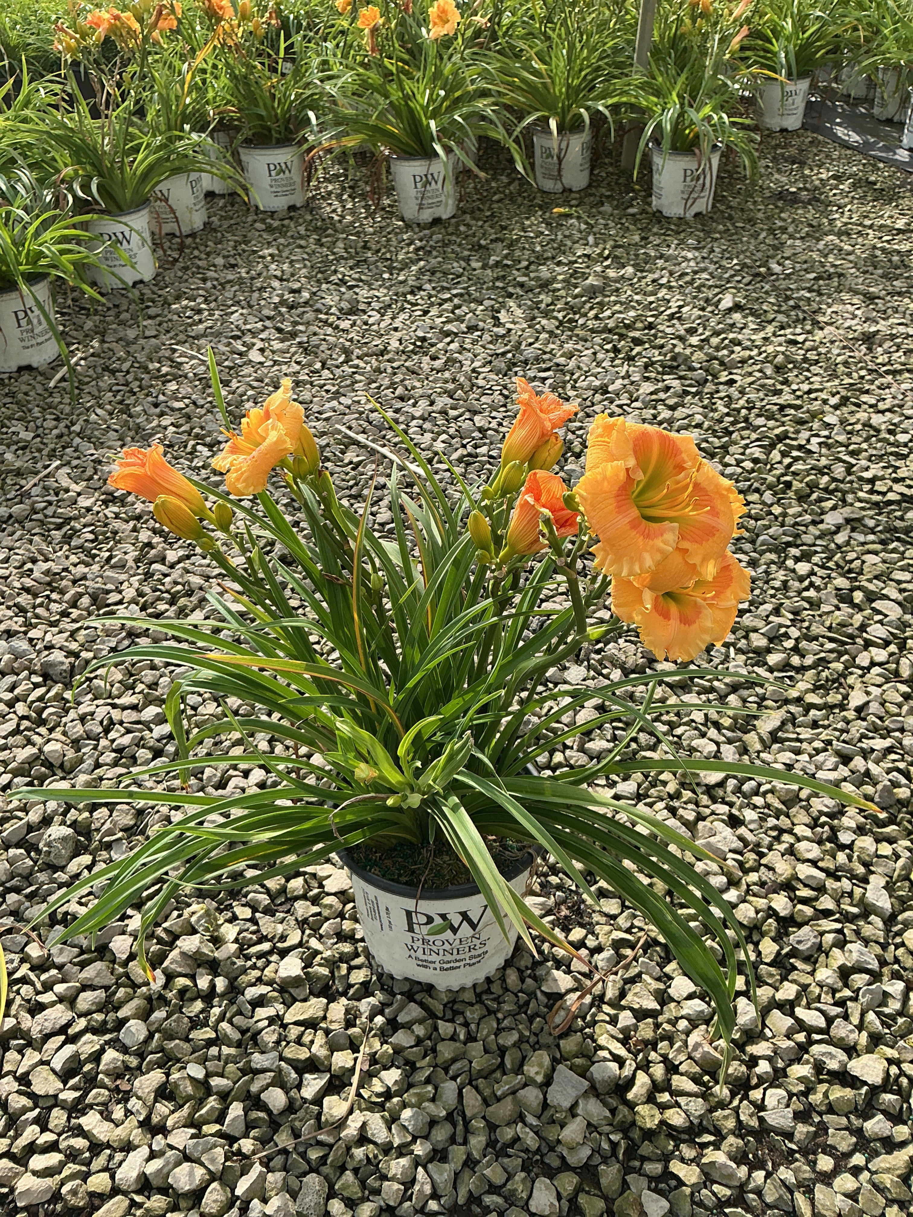 Hemerocallis 'Rainbow Rhythm Orange Smoothie'