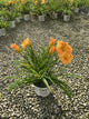 Hemerocallis 'Rainbow Rhythm Orange Smoothie'