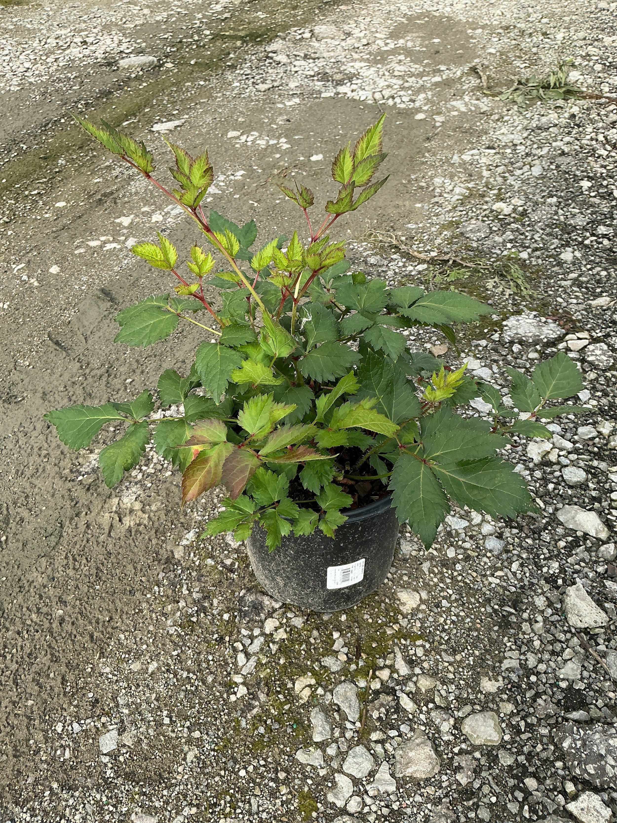 Astilbe vision 'In White'