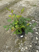 Astilbe vision 'In White'