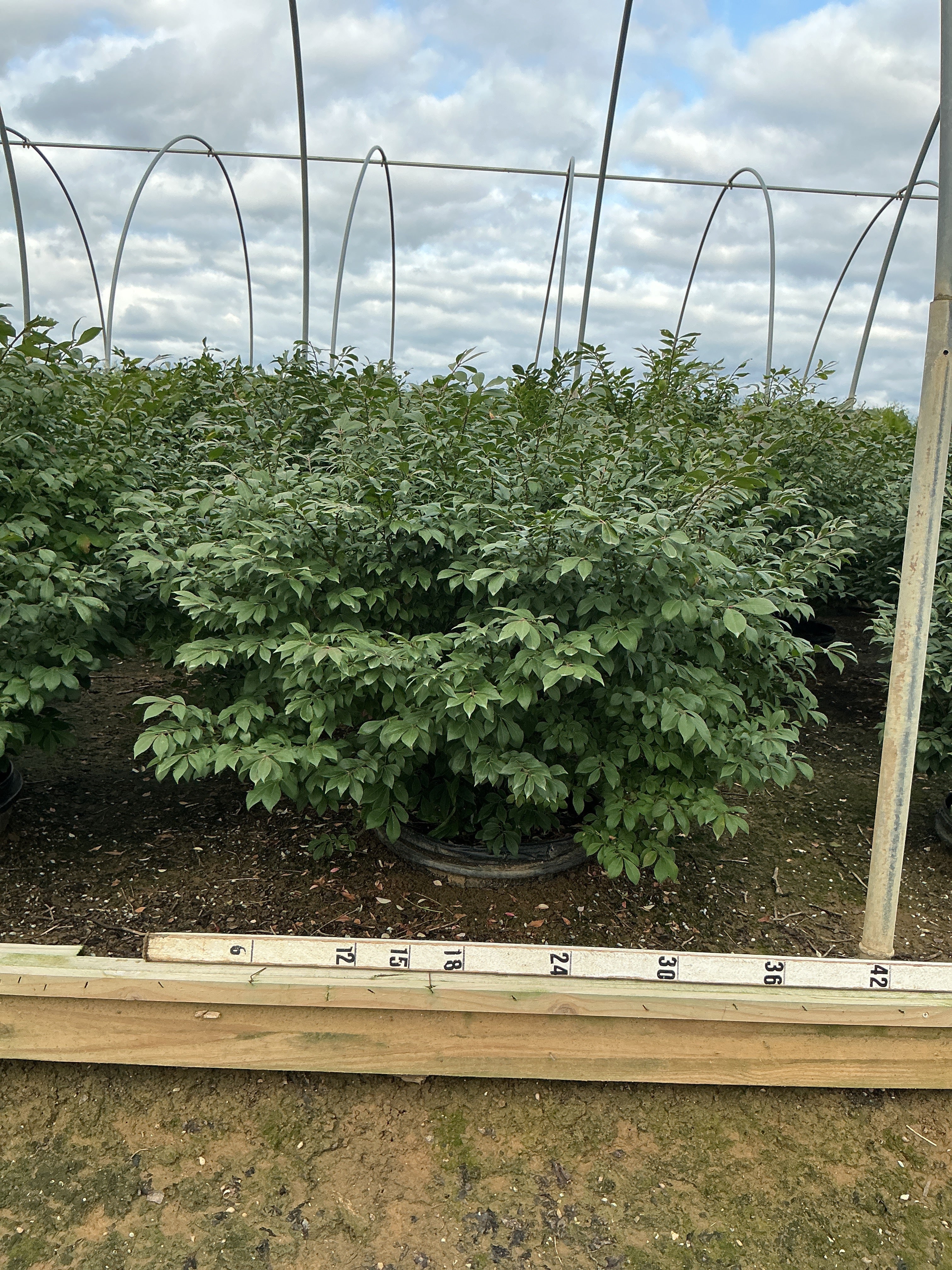 Euonymus alatus 'Compactus'
