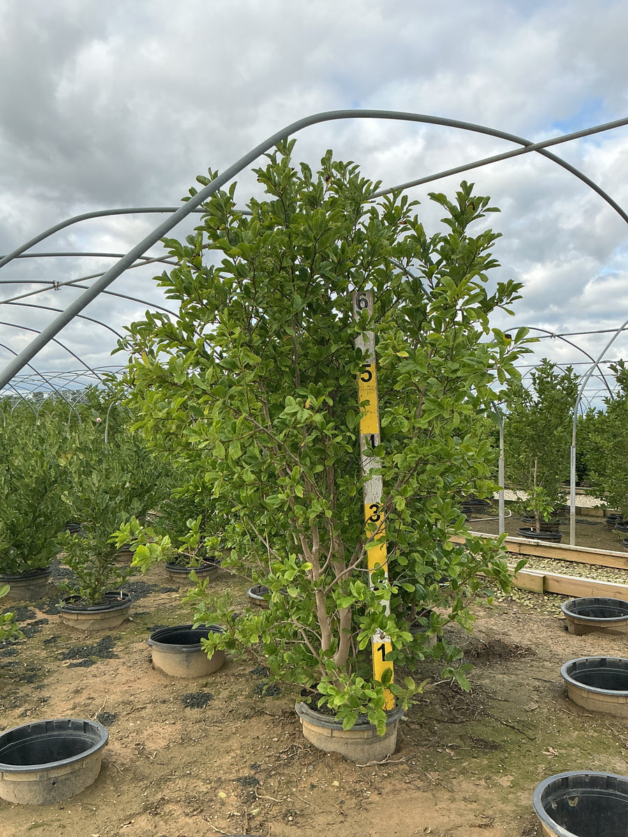 Magnolia x loebneri 'Dr. Merrill' â€” G15 60