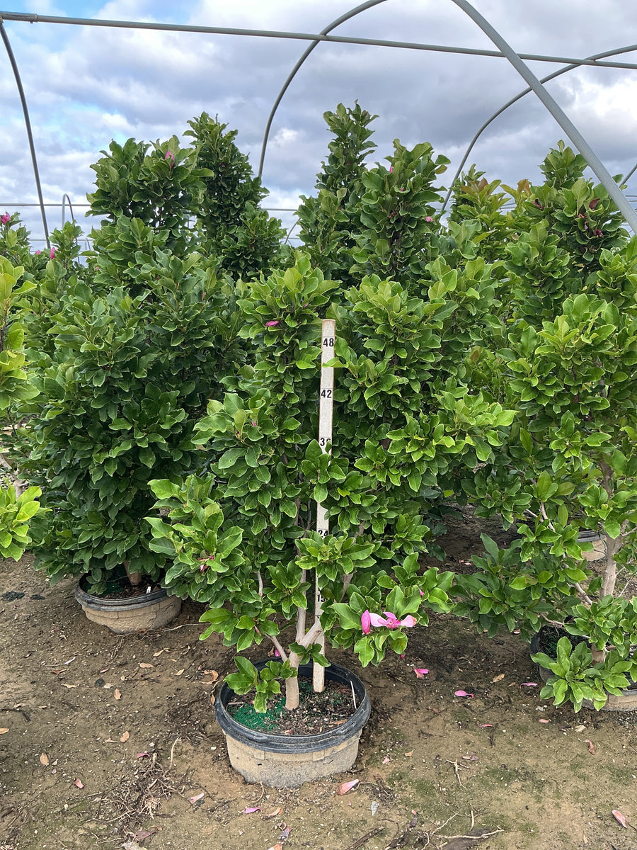 Magnolia x 'Ann' â€” G15 42