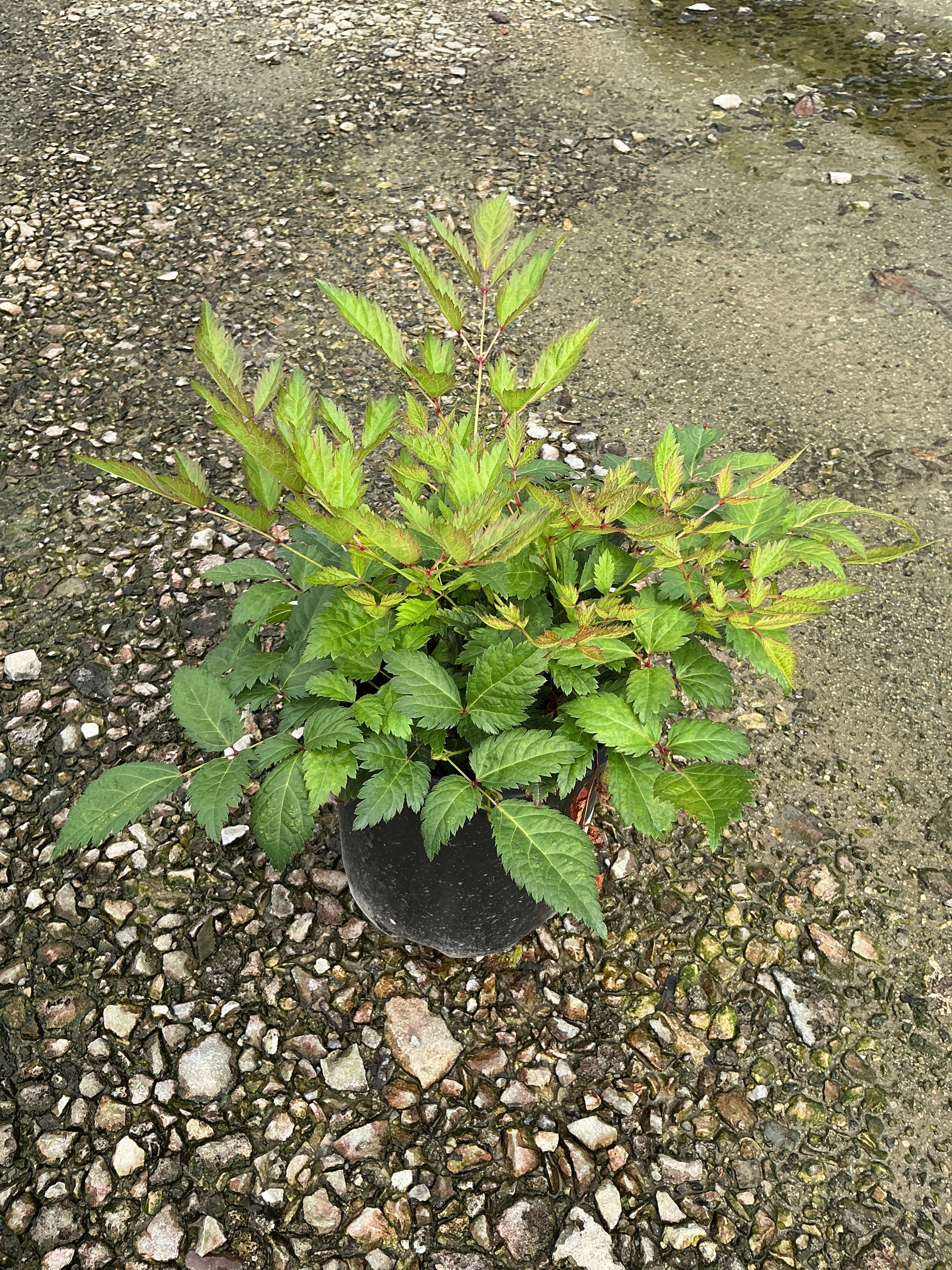 Astilbe x arendsii 'Bridal Veil'