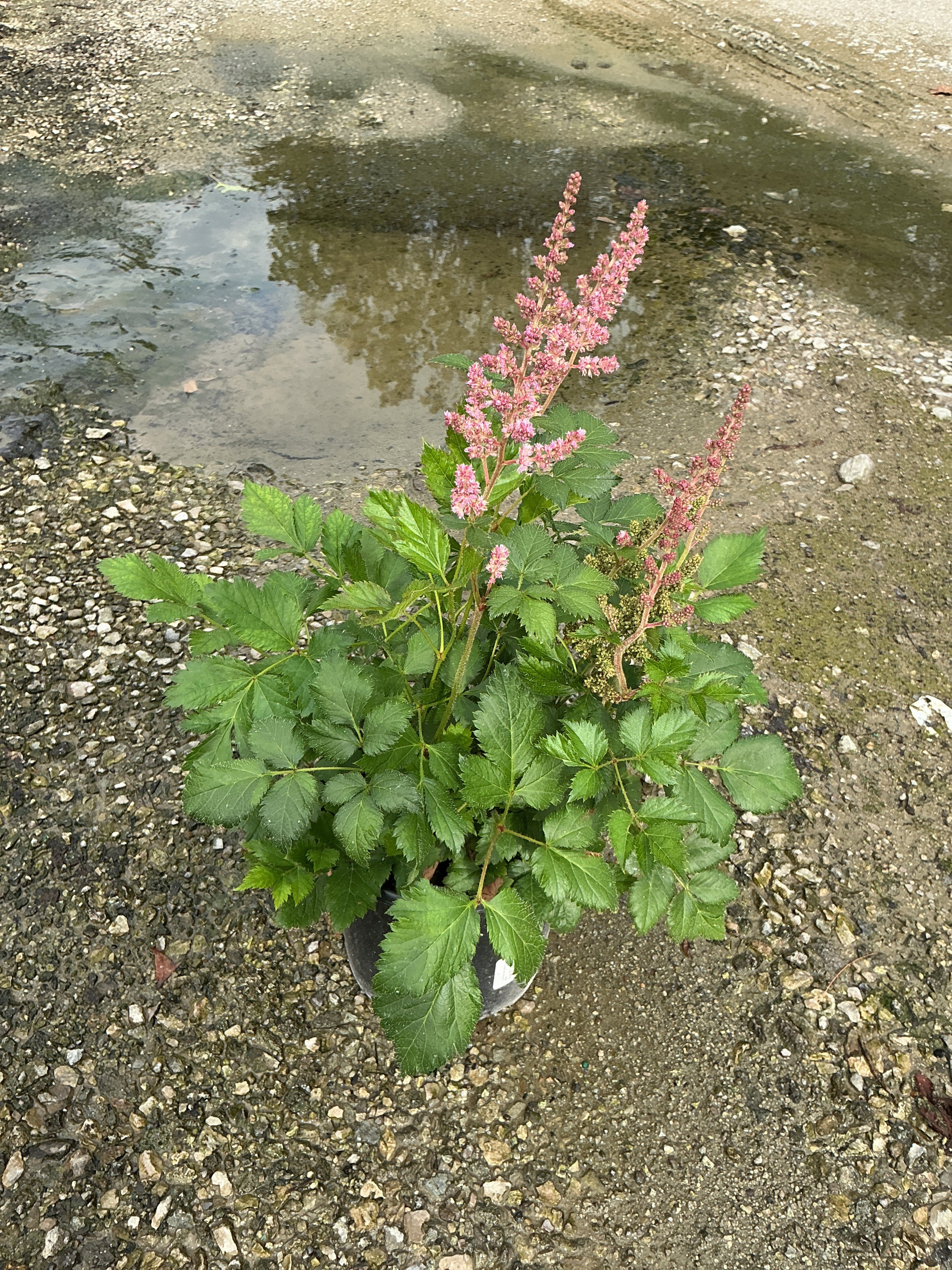 Astilbe chinensis 'Visions in Pink'