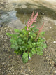 Astilbe chinensis 'Visions in Pink'