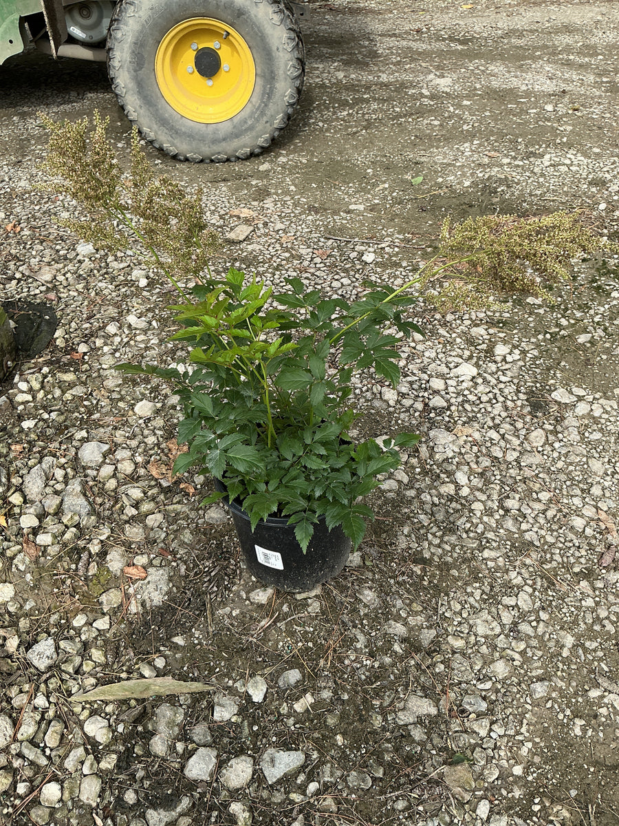 Astilbe japonica 'Rheinland' â€” 19CM