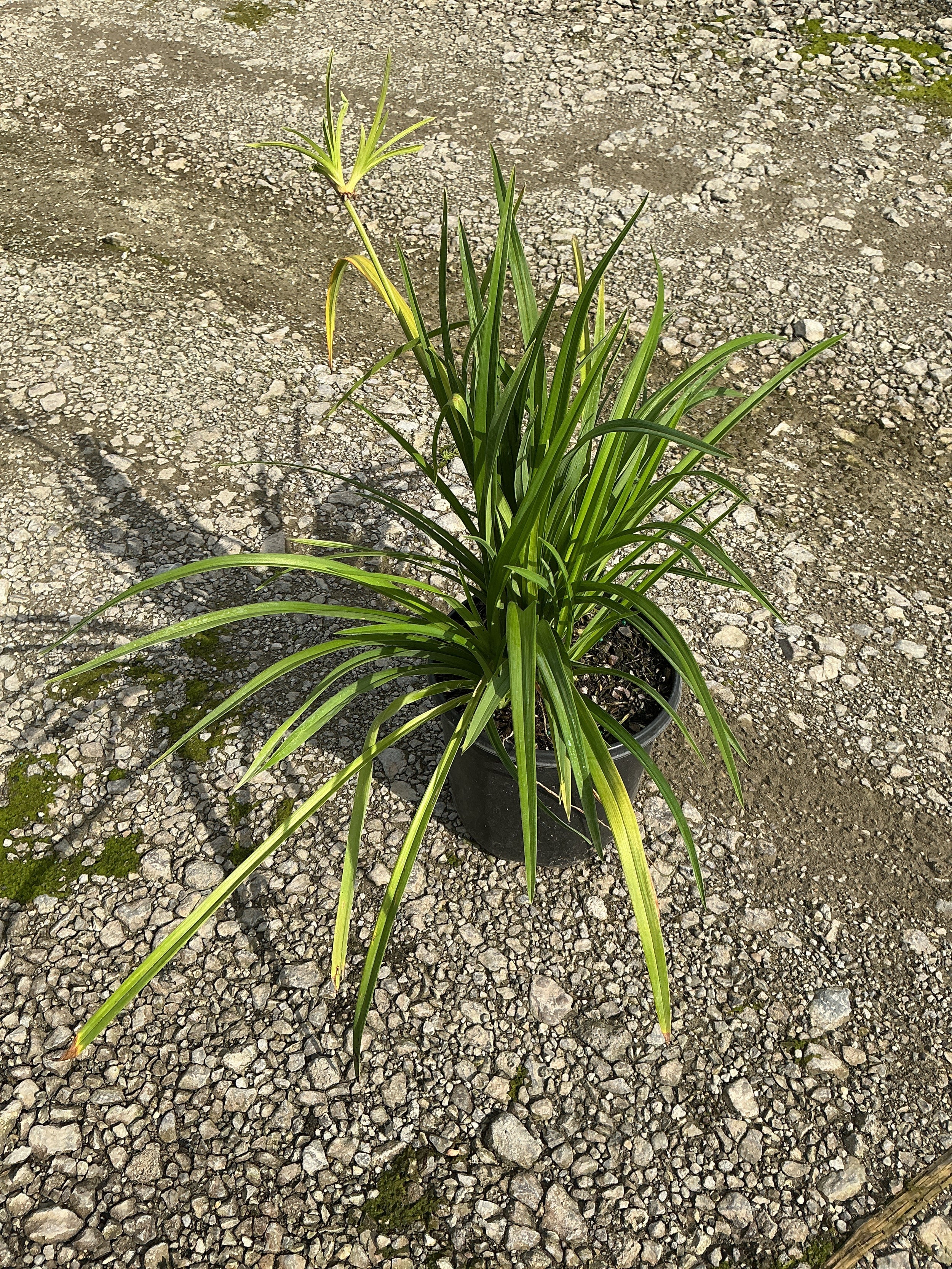 Hemerocallis pardon 'Pardon Me'