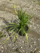 Hemerocallis pardon 'Pardon Me'