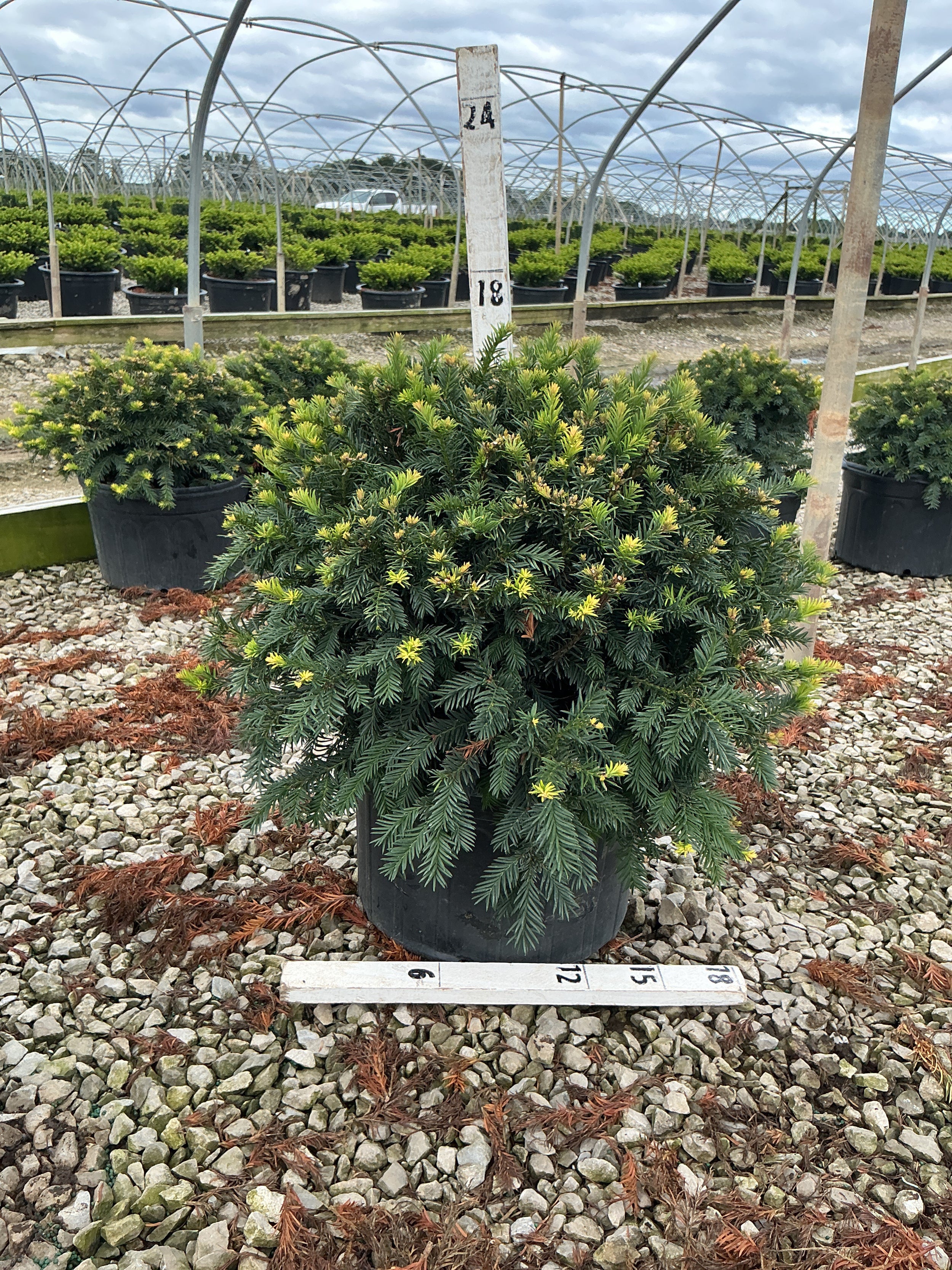 Taxus baccata 'Repandens'