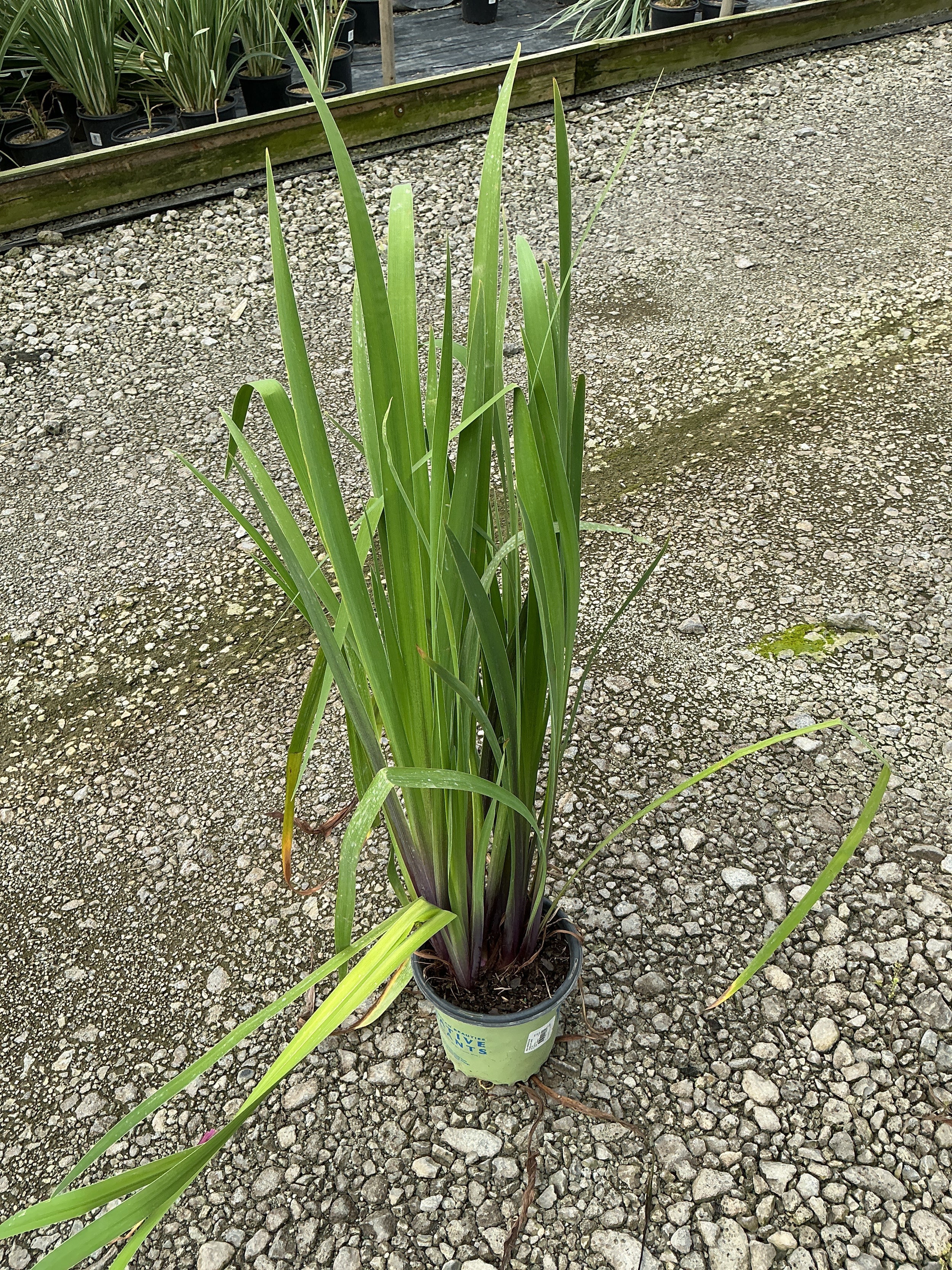 Iris versicolor 'Purple Flame'