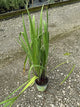 Iris versicolor 'Purple Flame'
