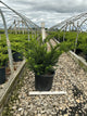 Taxus x media 'Densiformis'