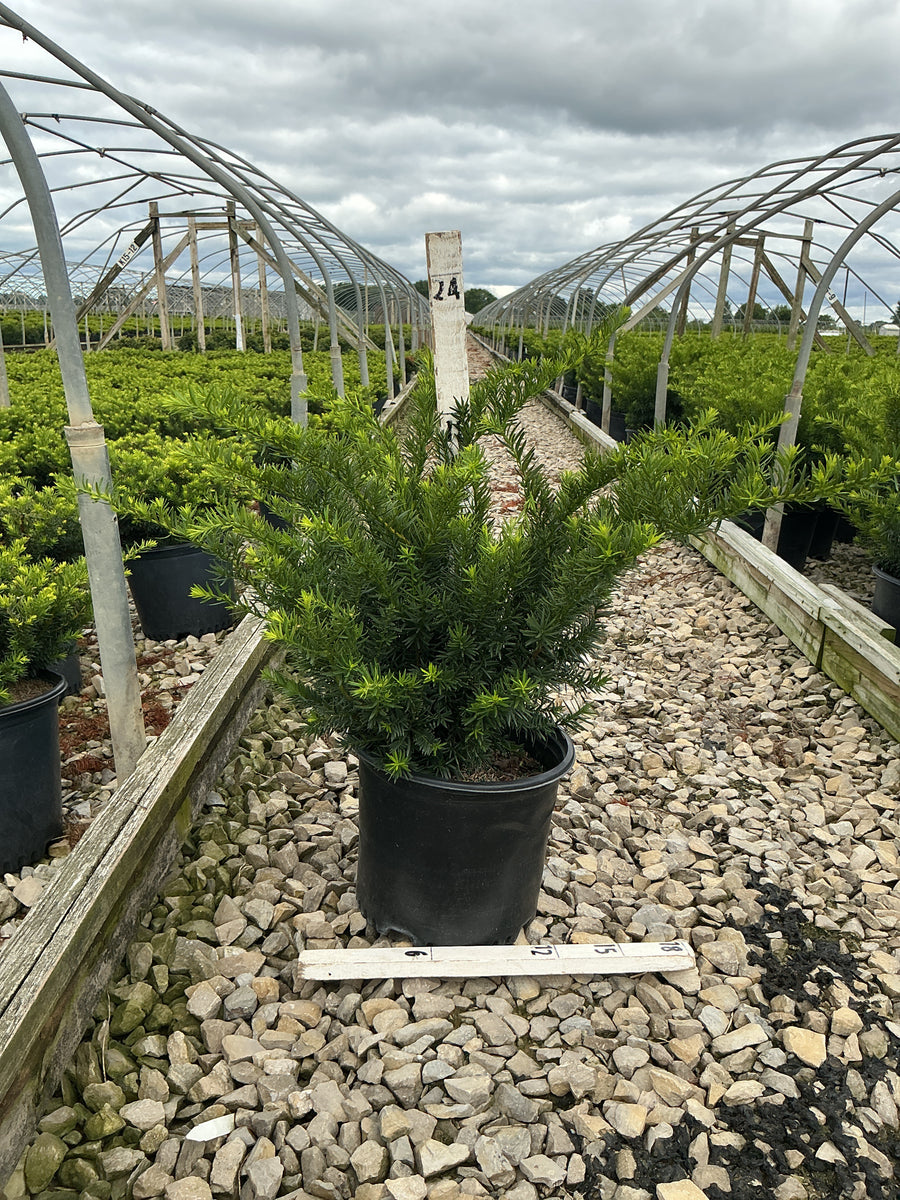 Taxus x media 'Densiformis' â€” G3 12-15