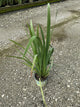 Iris versicolor