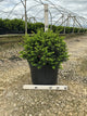 Taxus x media 'Wardii'