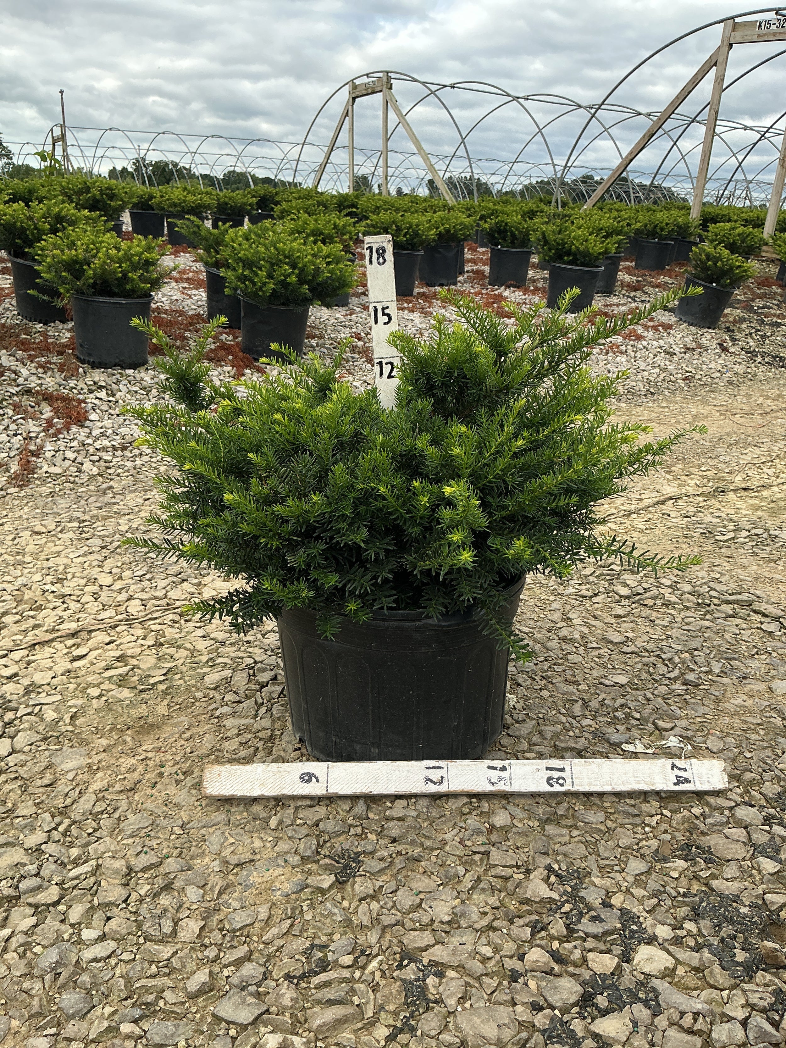 Taxus x media 'Everlow'