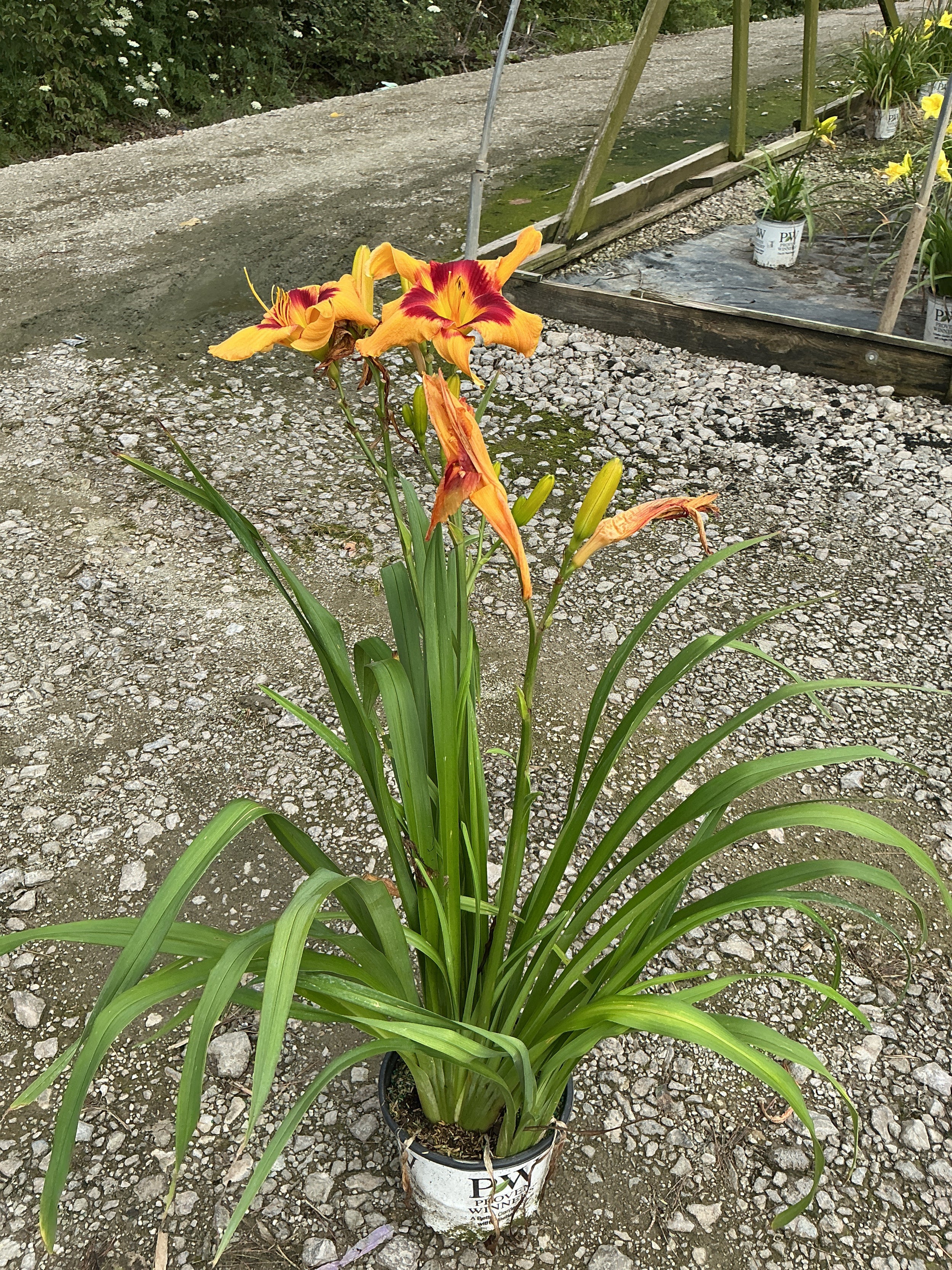 Hemerocallis 'Rainbow Rhythm Tiger Swirl'