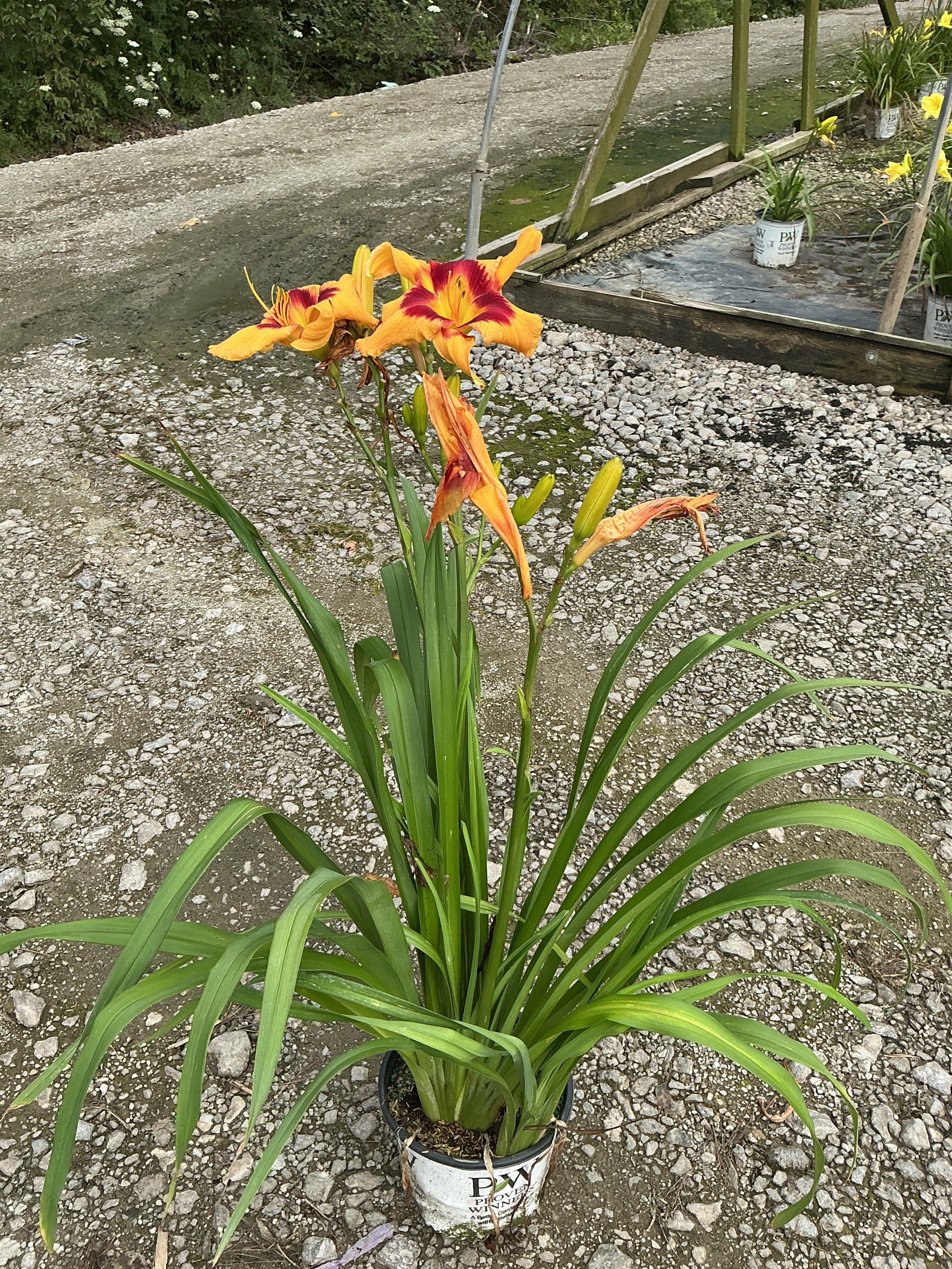 Hemerocallis 'Rainbow Rhythm Tiger Swirl'