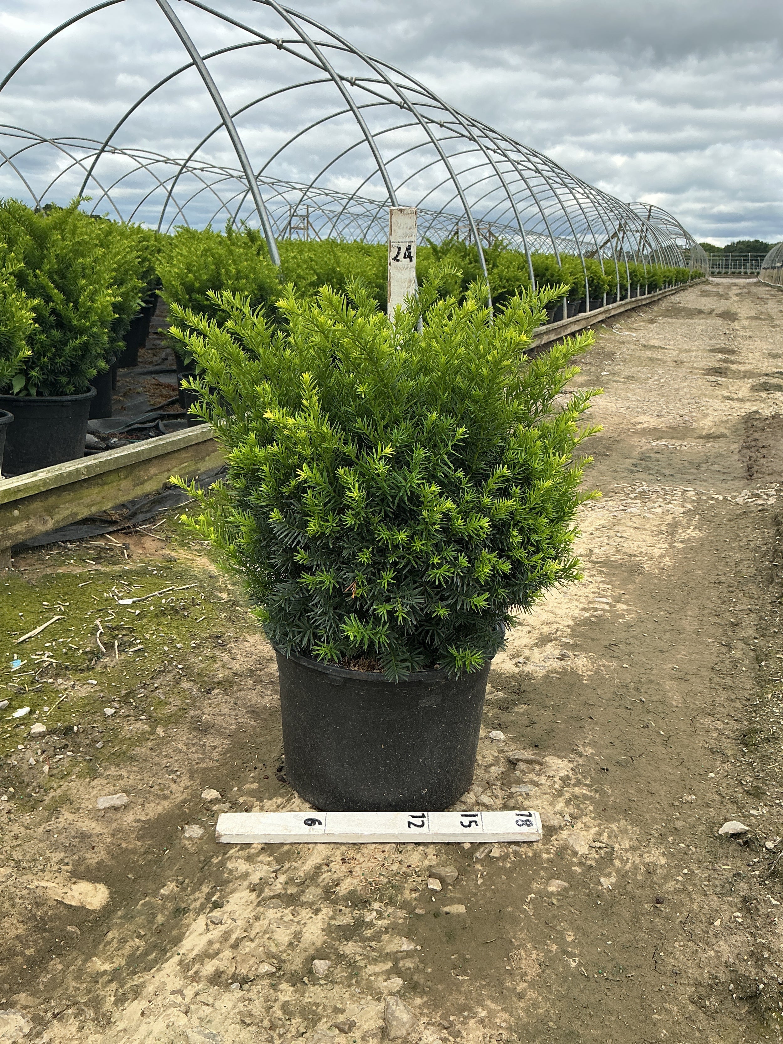 Taxus x media 'Densiformis'