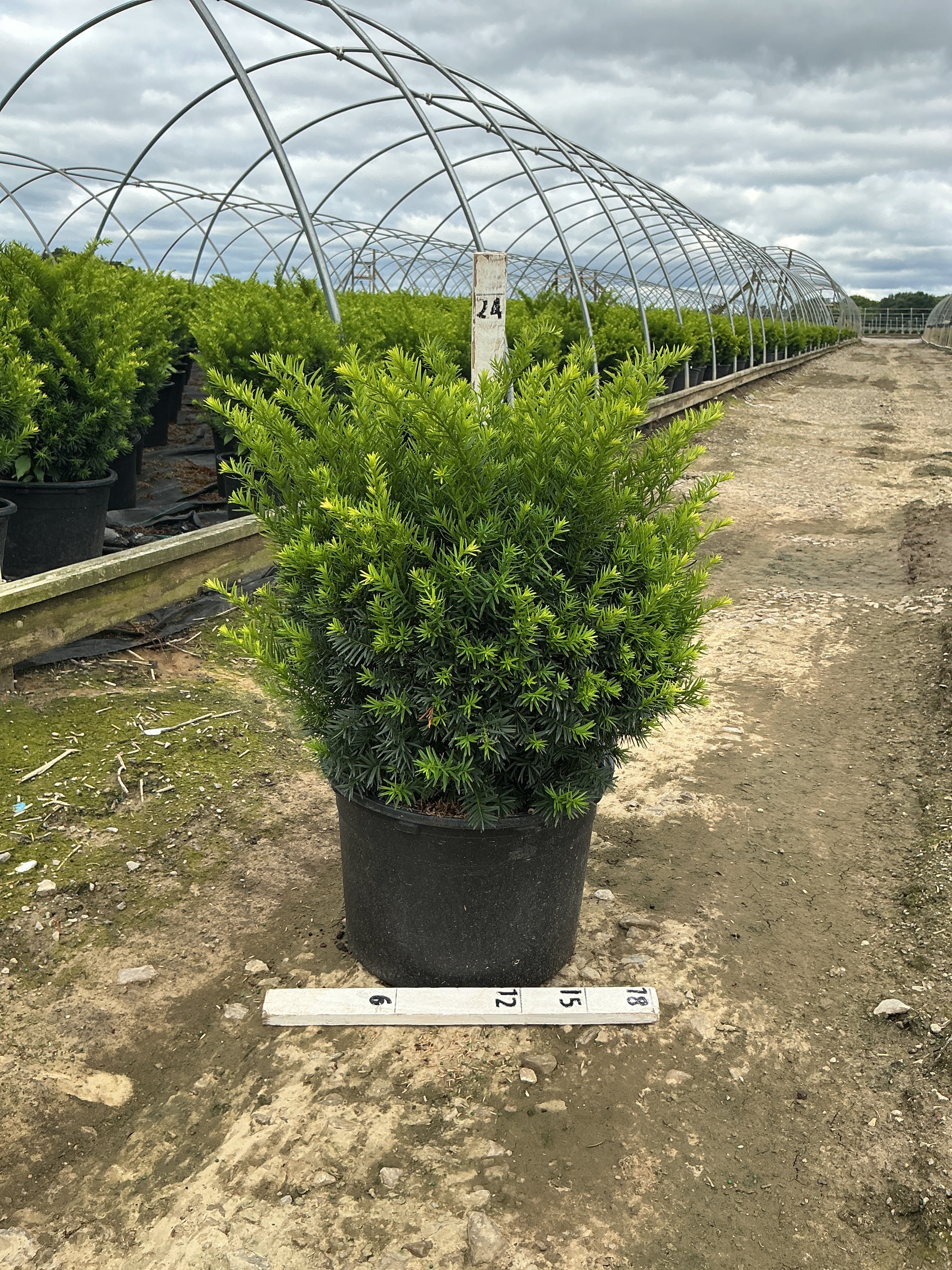 Taxus x media 'Densiformis'
