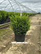 Taxus x media 'Densiformis'