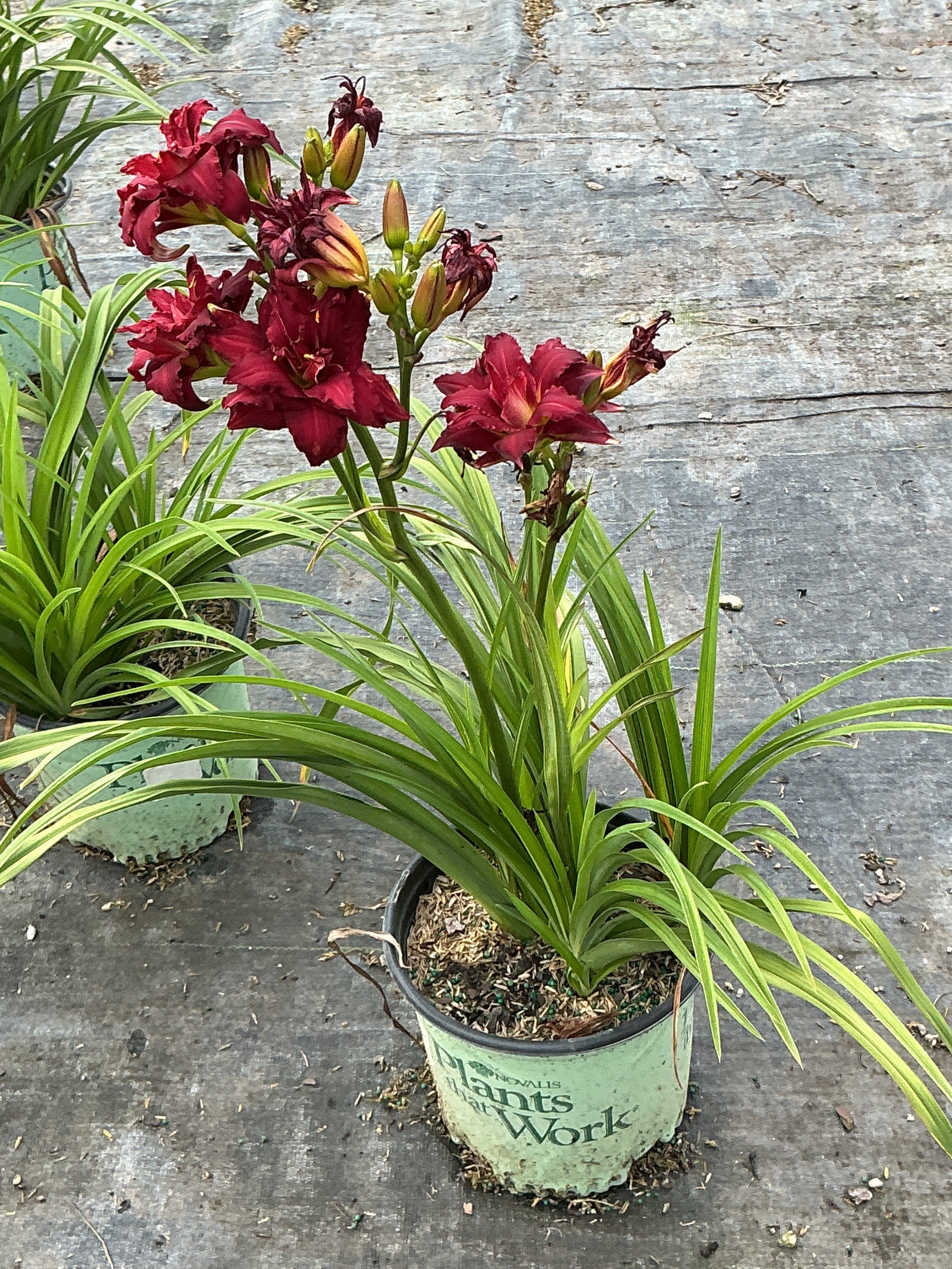 Hemerocallis double 'Pardon Me'