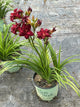 Hemerocallis double 'Pardon Me'