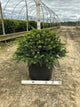 Taxus baccata 'Repandens'