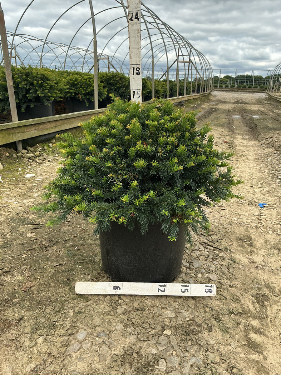 Taxus baccata 'Repandens' â€” G7 18