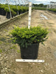Taxus x media 'Everlow'