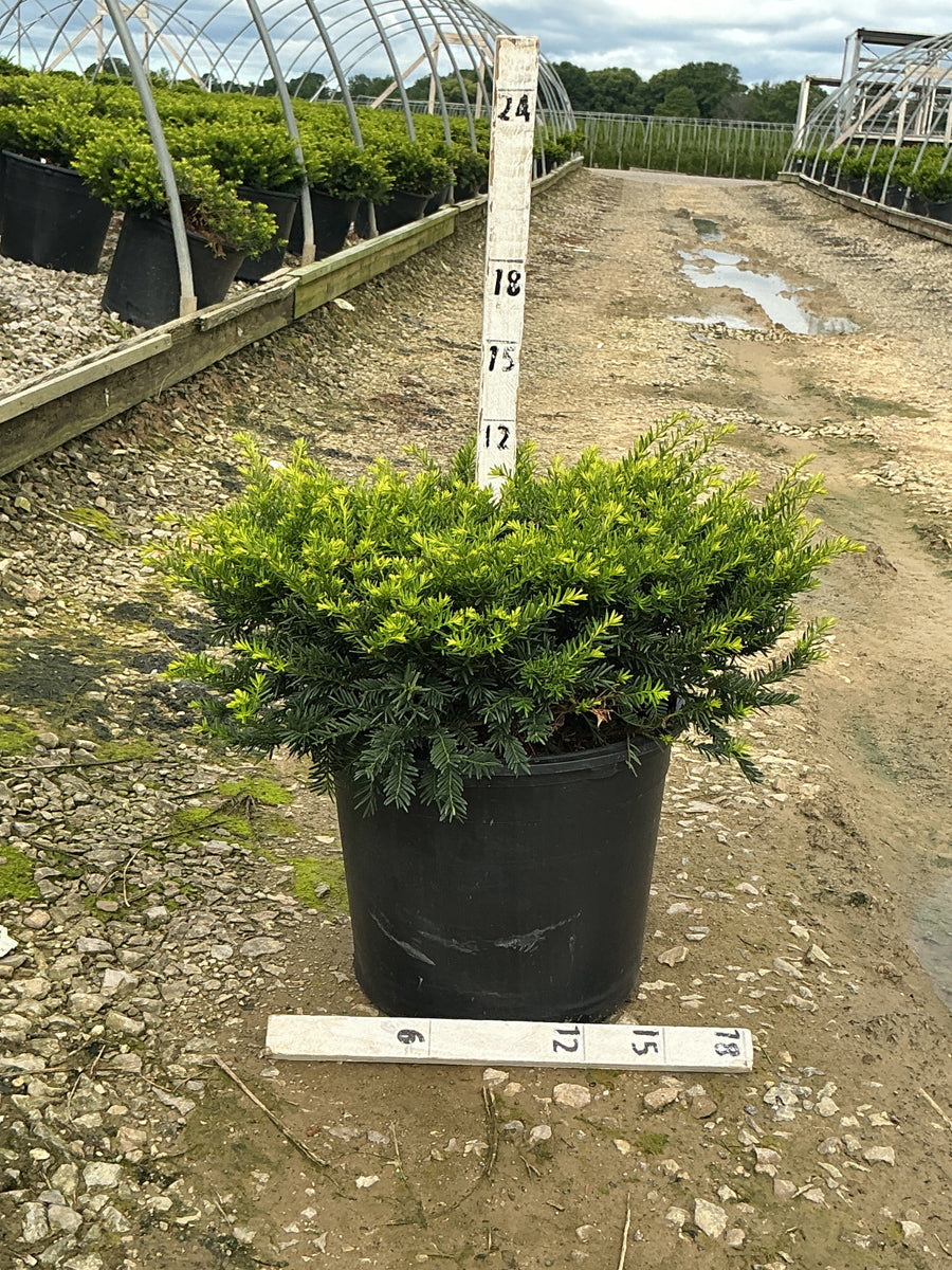 Taxus x media 'Everlow' â€” G7 18