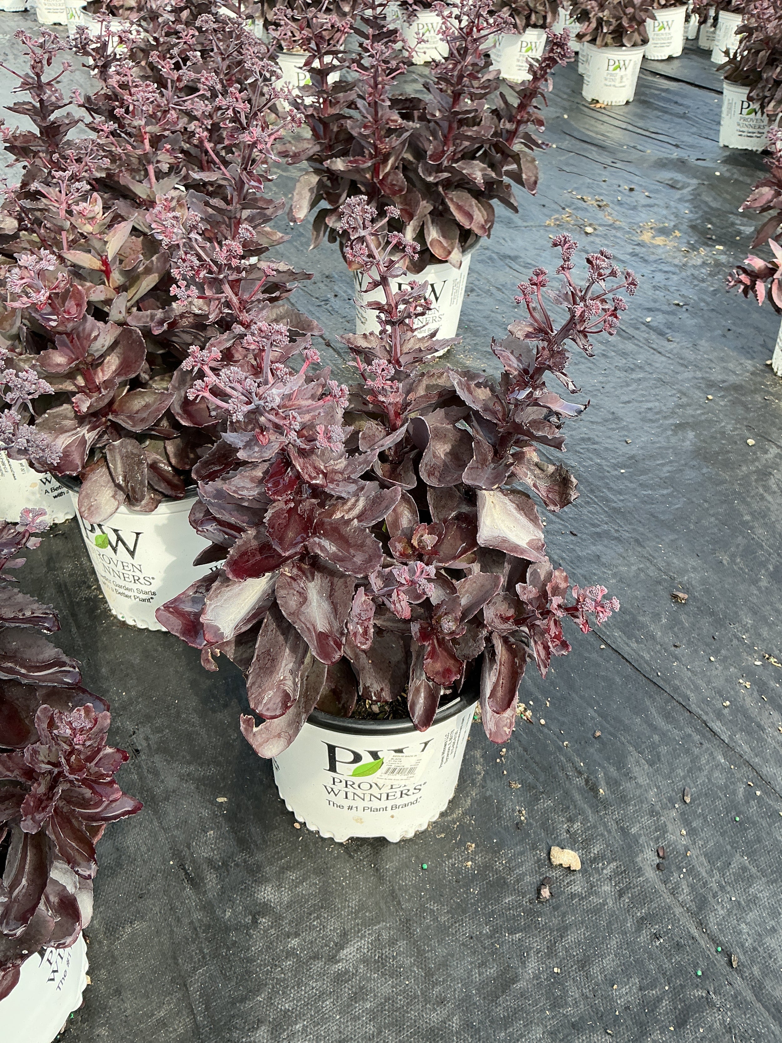 Sedum back 'In Black'