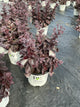Sedum back 'In Black'
