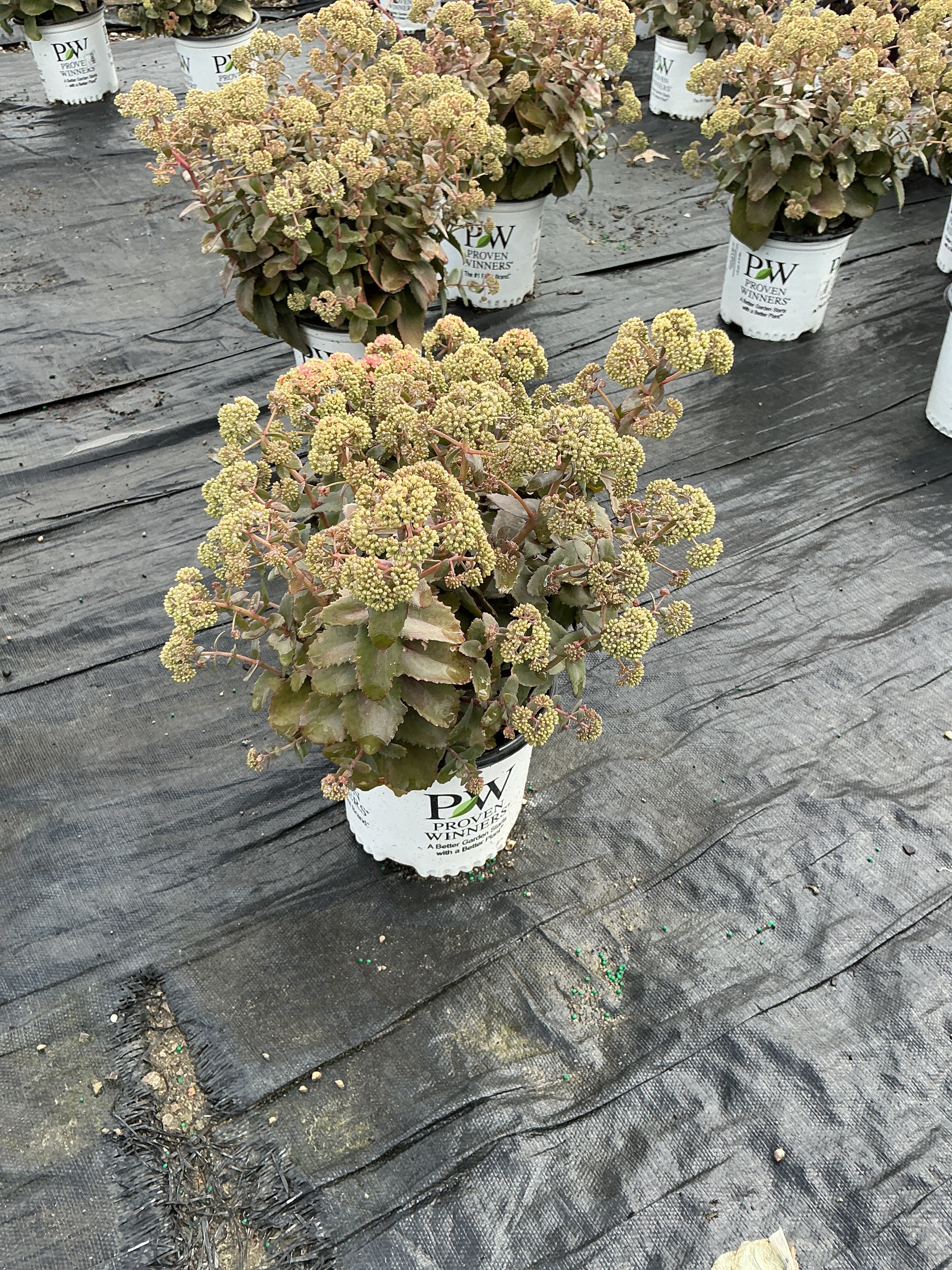 Sedum coraljade