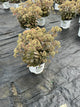 Sedum coraljade
