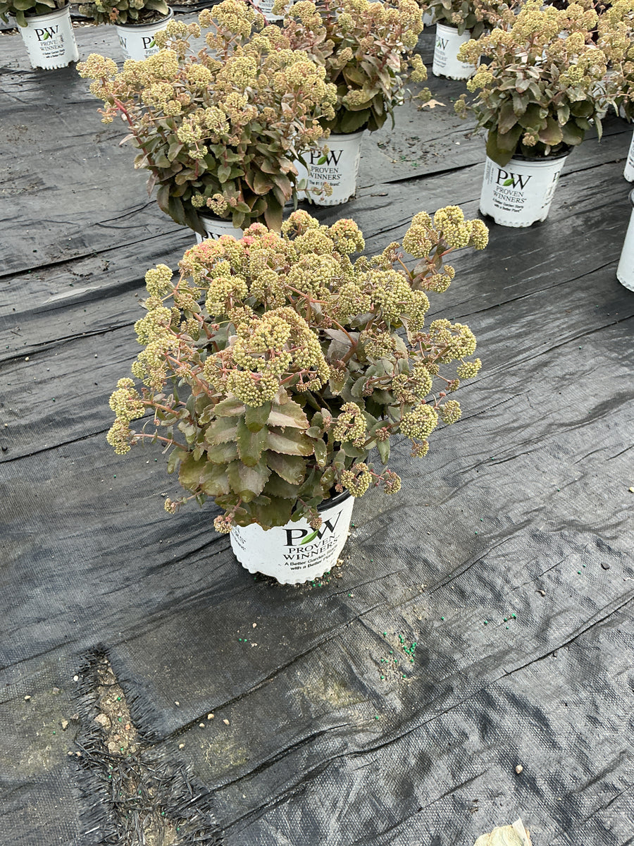Sedum coraljade â€” G1 PW