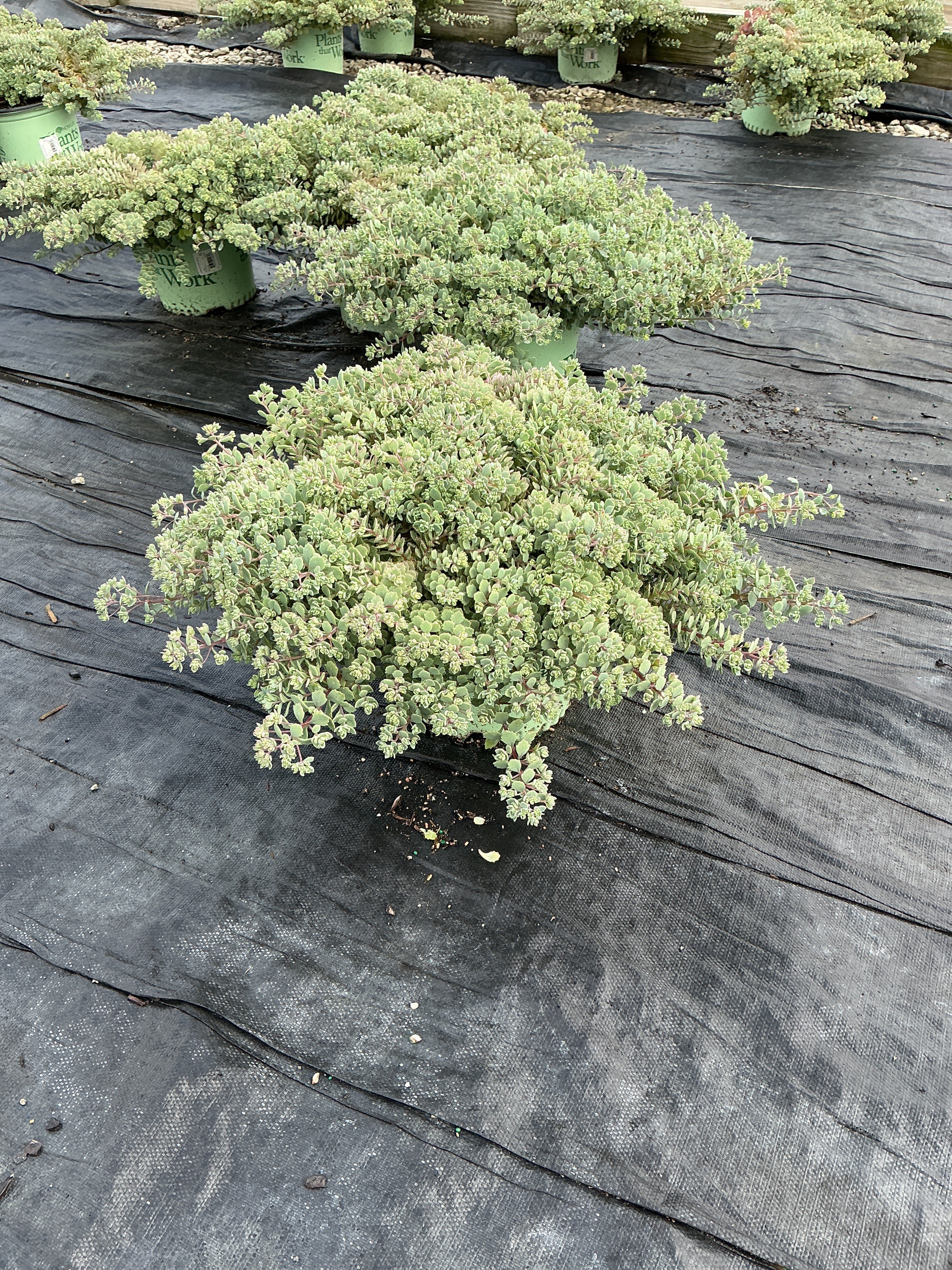 Sedum steel 'The Show'