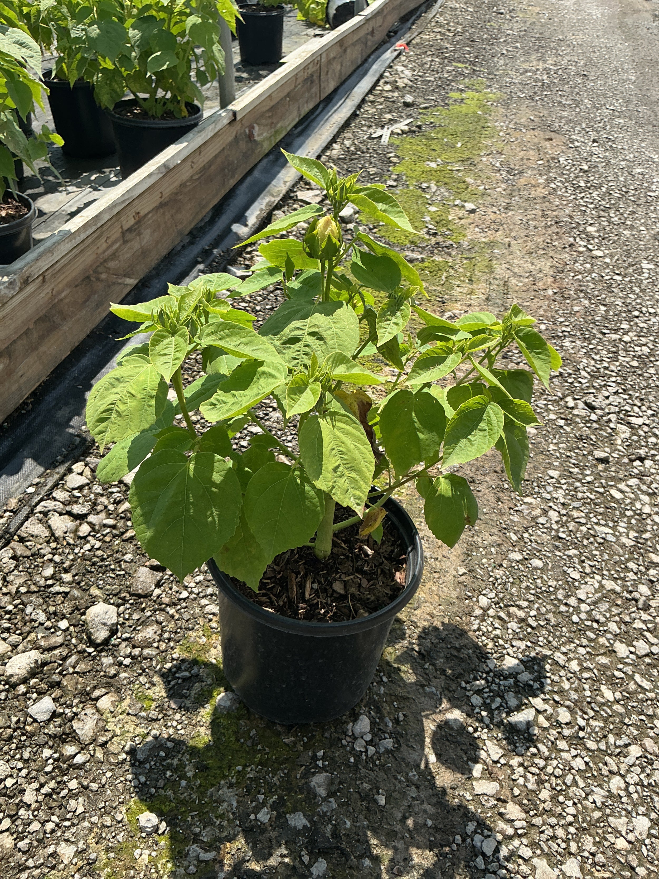 Hibiscus mos. 'Luna White'