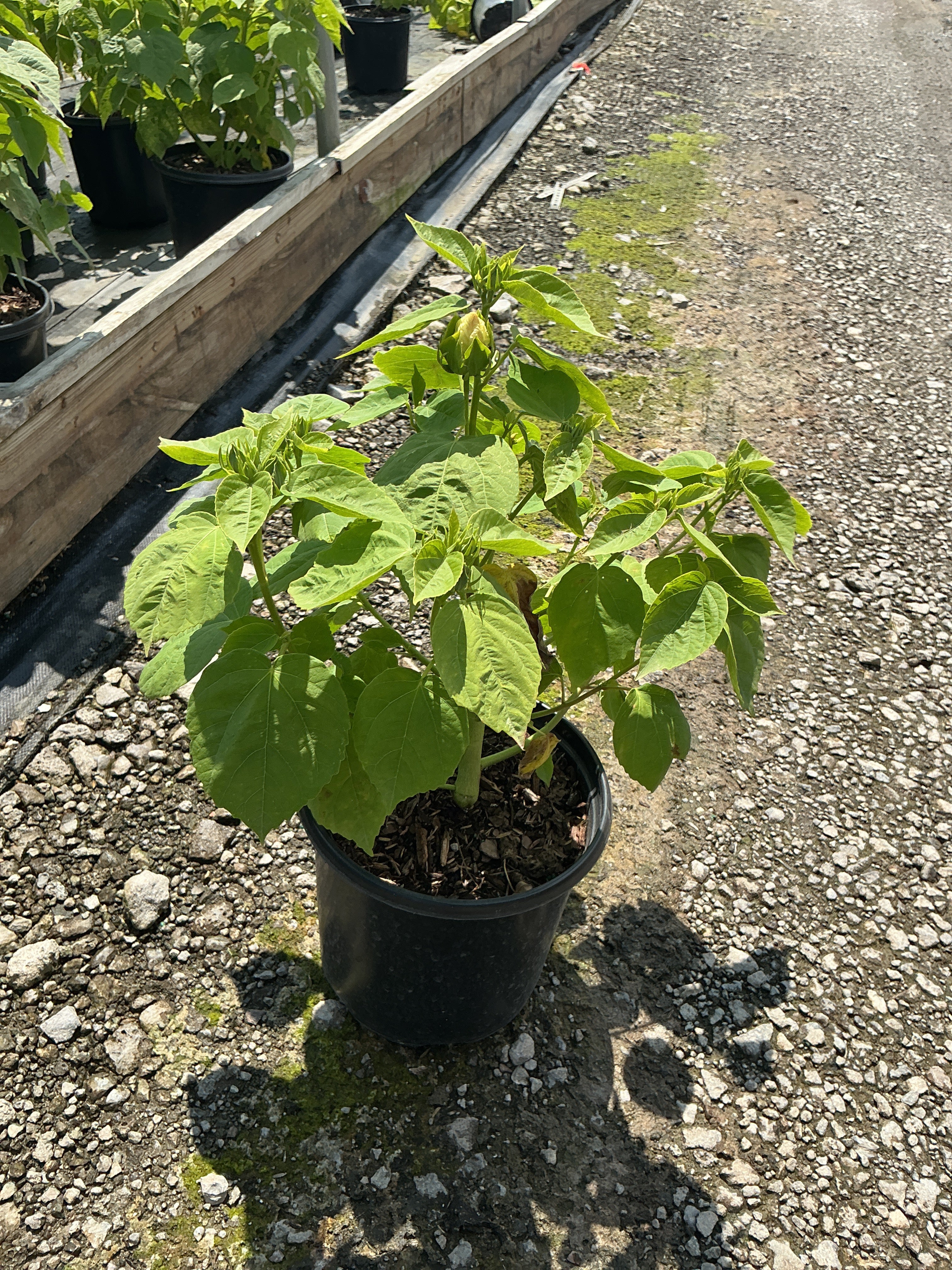 Hibiscus mos. 'Luna White'