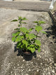 Hibiscus moscheutos 'Luna Red'