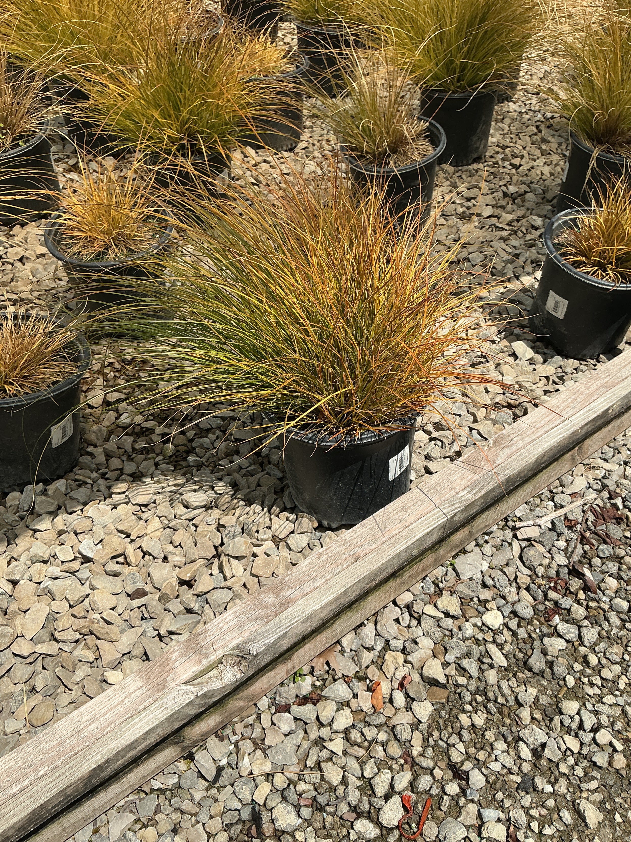 Carex 'Carex Prairie Fire'
