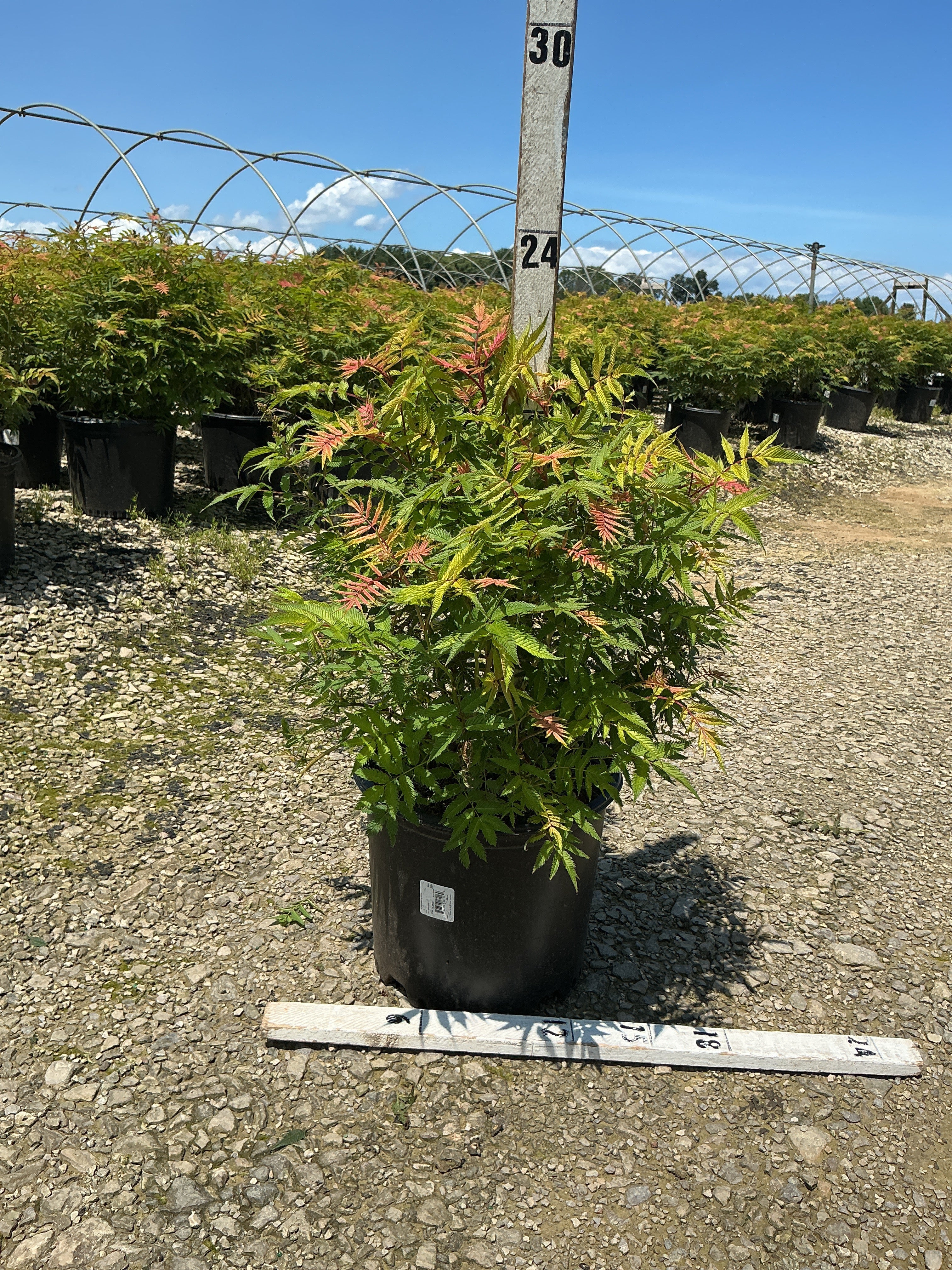 Sorbaria sorbifolia 'Sem'