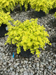 Lysimachia nummularia 'Aurea'