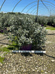 Salix 'C Iceberg Alley'