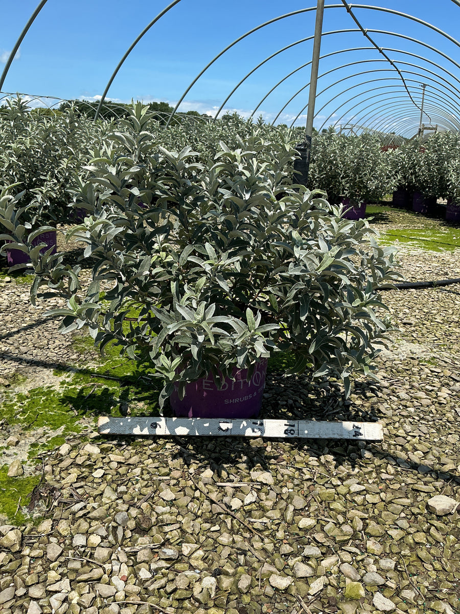 Salix 'C Iceberg Alley' â€” G3 FE