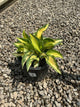 Hosta great 'Great Expectations'
