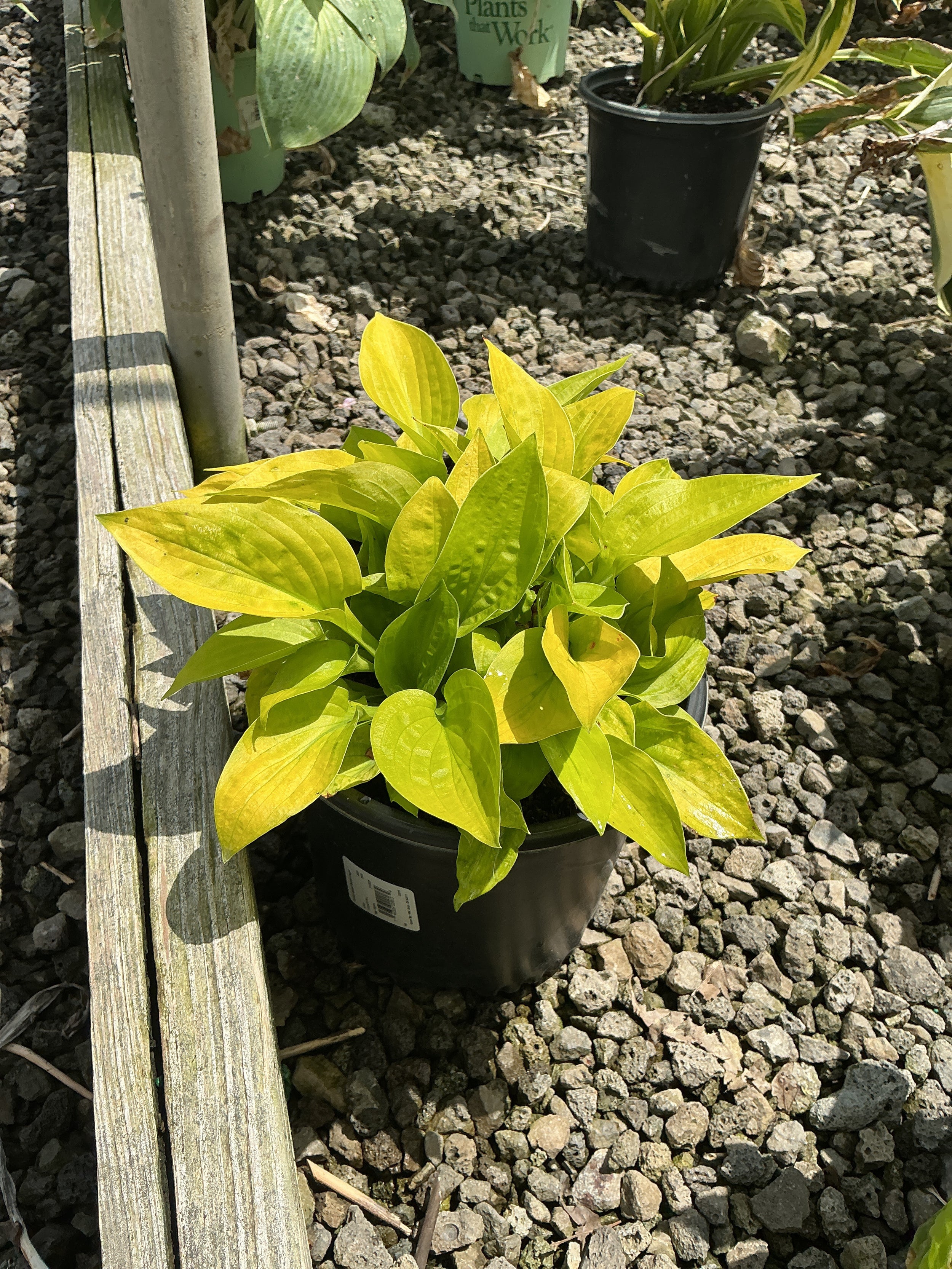 Hosta 'Maui Buttercups'