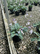 Hosta halcyon 'Halcyon'