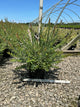 Salix integra 'Hakuro Nishiki'